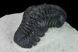 Nice, Austerops Trilobite - Visible Eye Facets #165899-4